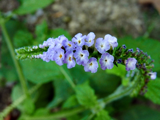 {Heliotropium indicum}